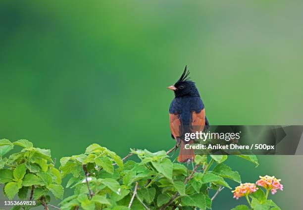 close-up of tropical bird perching on plant,pune,maharashtra,india - pune imagens e fotografias de stock