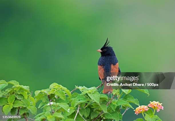 close-up of tropical bird perching on plant,pune,maharashtra,india - pune bildbanksfoton och bilder