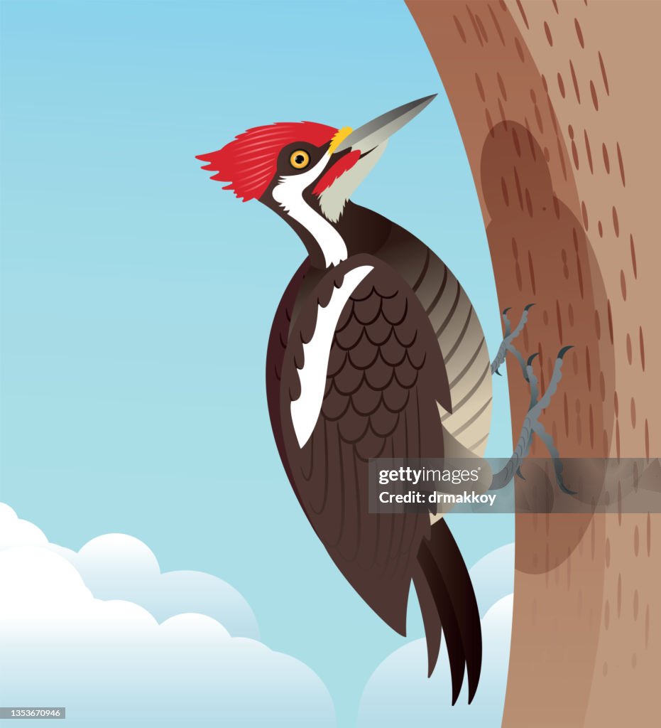 Crimson-crested Woodpecker
