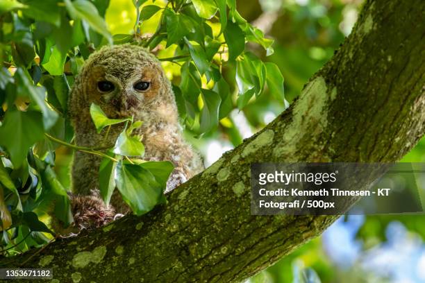 low angle view of owl perching on tree - fotografi ストックフォトと画像
