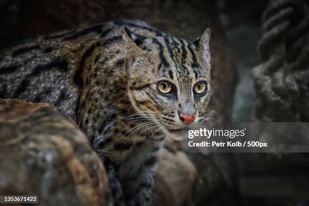 close-up of cat - prionailurus viverrinus stock pictures, royalty-free photos & images