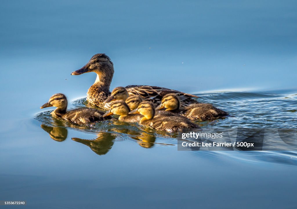 Mother mallard duck swimming in lake,Ferry Meadows in Nene Park,United Kingdom,UK