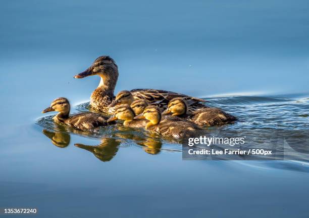 mother mallard duck swimming in lake,ferry meadows in nene park,united kingdom,uk - ducklings bildbanksfoton och bilder