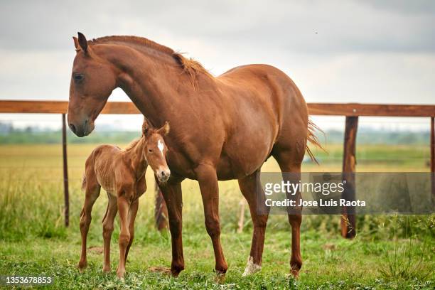 foal chasing mother. quarter horse - animal family stock-fotos und bilder
