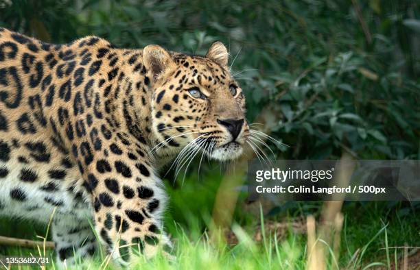 close-up of amur leopard on field,smarden,ashford,united kingdom,uk - amur leopard stock pictures, royalty-free photos & images