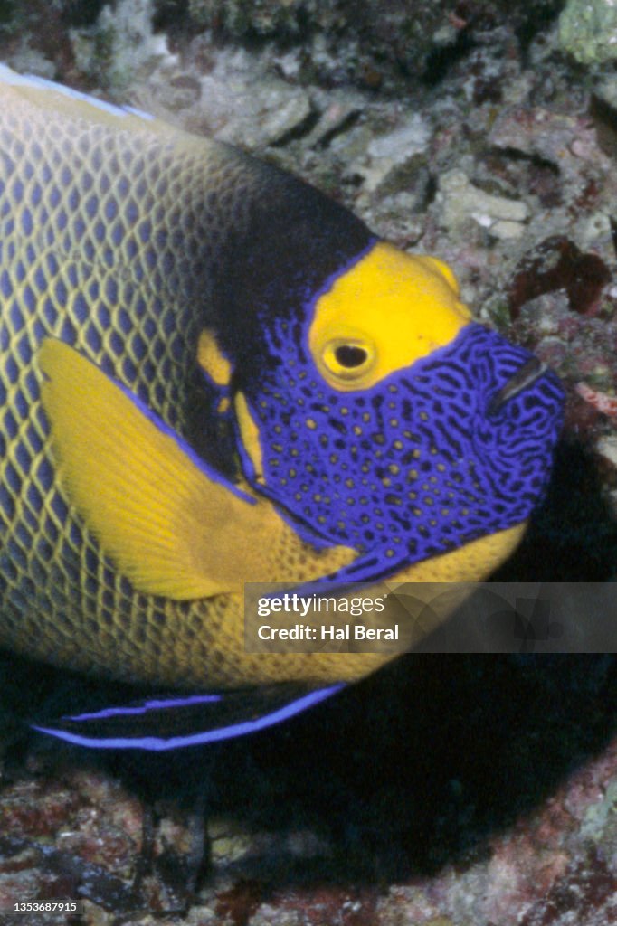 Yellow-Masked Angelfish close-up