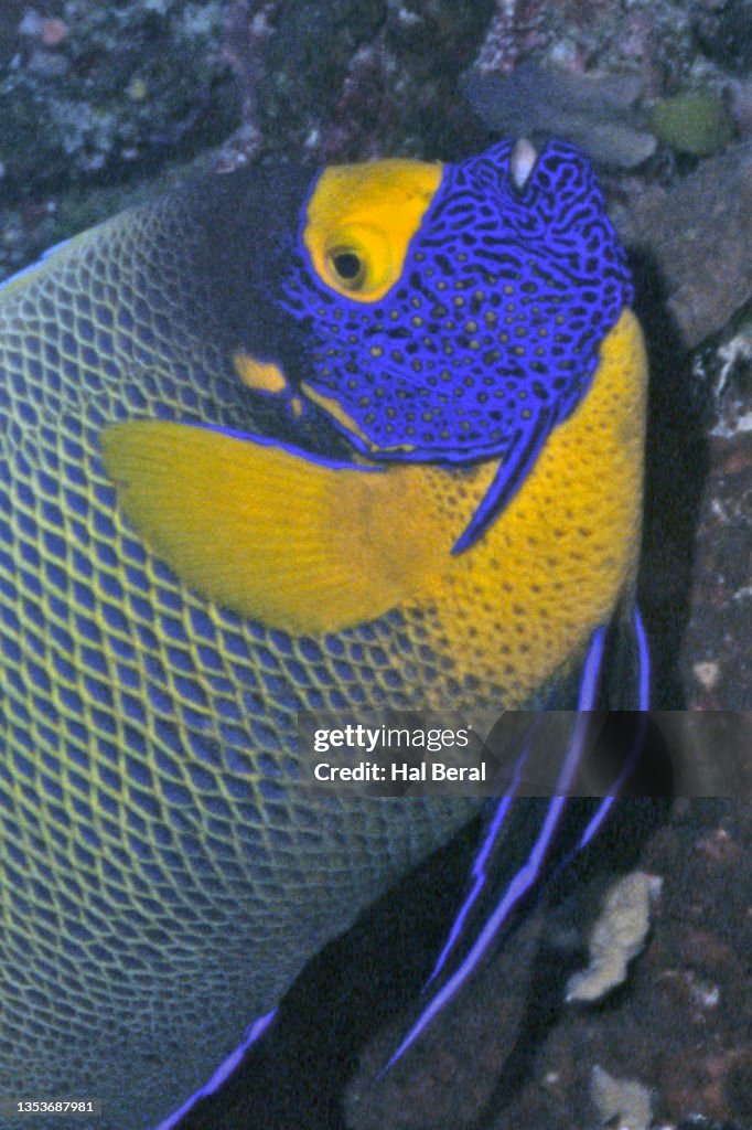 Yellow-Masked Angelfish close-up