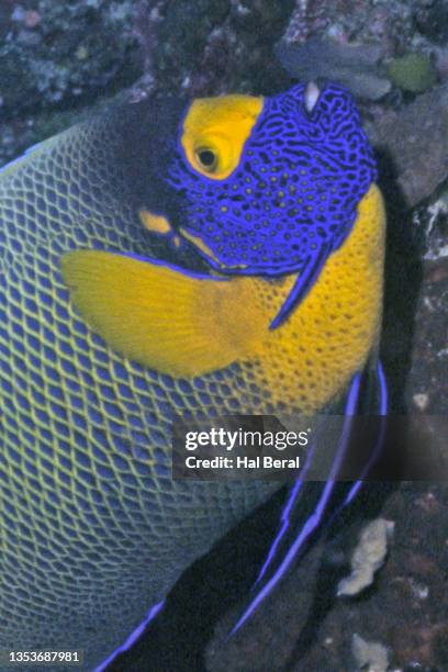 yellow-masked angelfish close-up - pomacanthus xanthometopon stock pictures, royalty-free photos & images