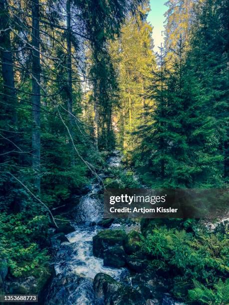 Small Stream In Woods Small Stream In Woods Photos and Premium High Res Pictures - Getty Images