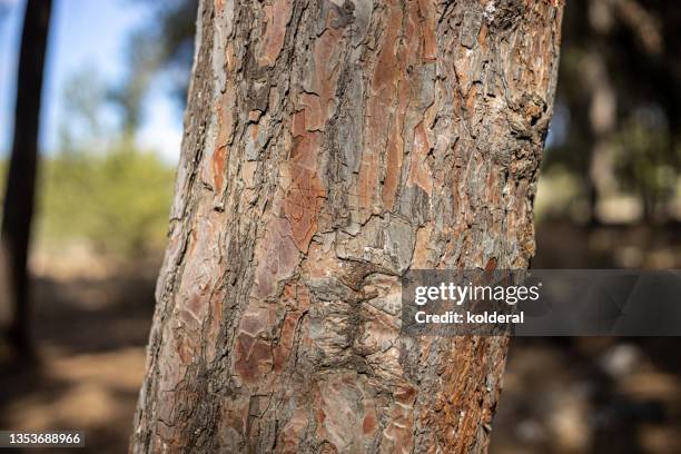 pine tree trunk close-up - trunk bildbanksfoton och bilder