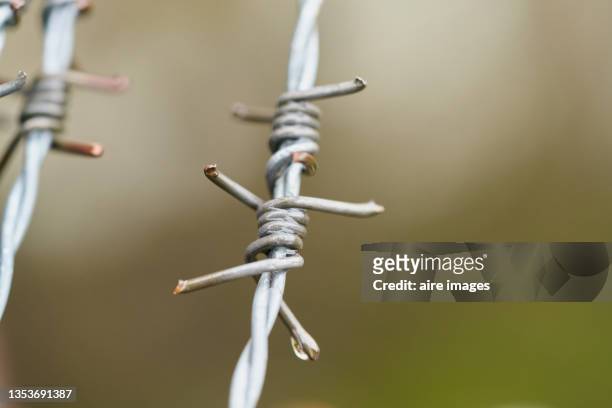 close-up of a barbed wire's barb. a barbed wire's barb. - guards division stock pictures, royalty-free photos & images