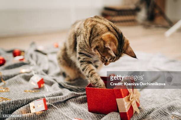 tabby cat plays at the christmas tree, christmas holidays - funny gifts stock-fotos und bilder