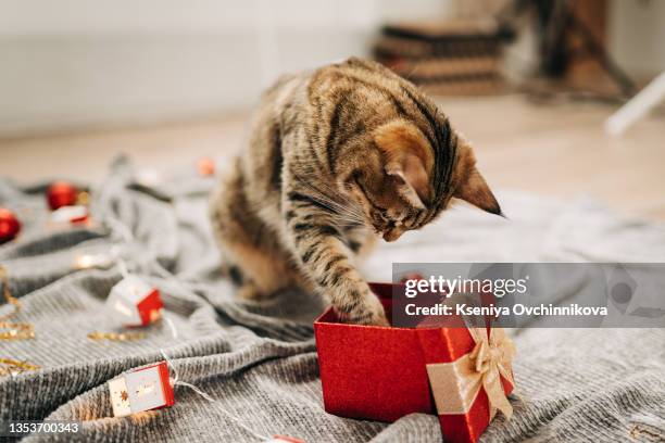 tabby cat plays at the christmas tree, christmas holidays - funny christmas gift fotografías e imágenes de stock