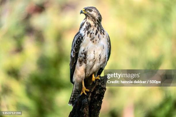 close-up of hawk of prey perching on branch,netherlands - sparrowhawk stock pictures, royalty-free photos & images