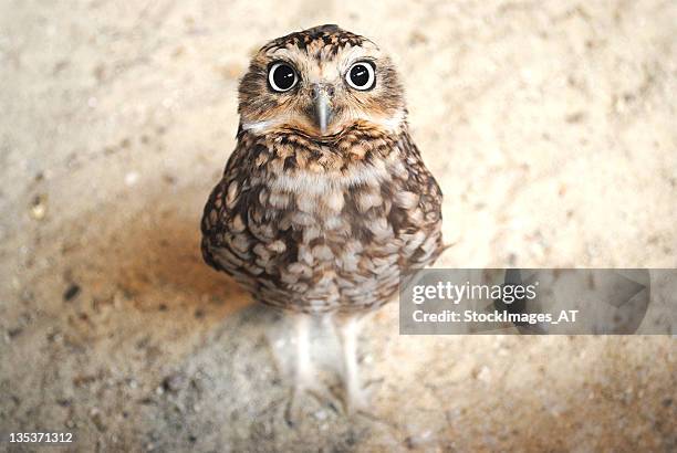 curious burrowing owl with big eyes staring at the camera - tiny owl stock pictures, royalty-free photos & images
