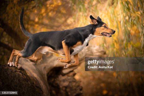 the dog jumps off the tree - hunting dog stockfoto's en -beelden