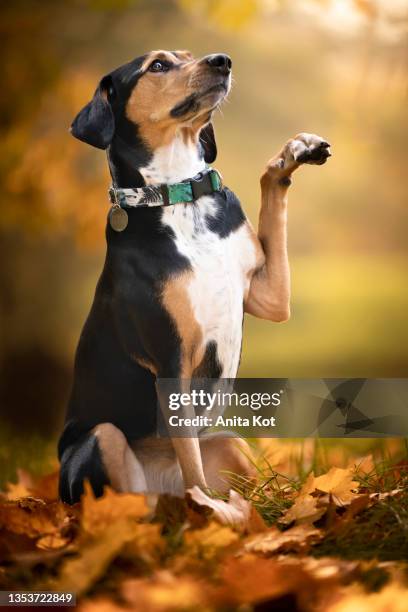 a dog with a raised paw - entlebucher sennenhund stock pictures, royalty-free photos & images