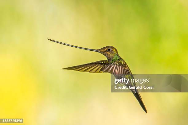 colibrí pico de espada - ensifera ensifera - colibrí de pico espada fotografías e imágenes de stock