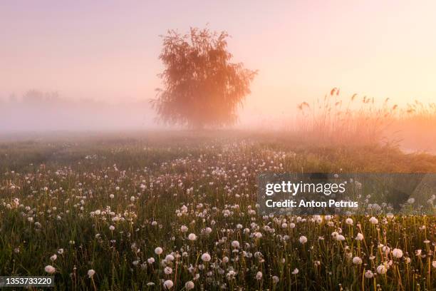 foggy sunrise in summer on meadows with dandelions. beautiful summer landscape - anton petrus panorama of beautiful sunrise bildbanksfoton och bilder