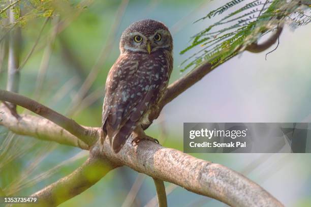 spotted owlet - brown spotted bengal stock pictures, royalty-free photos & images