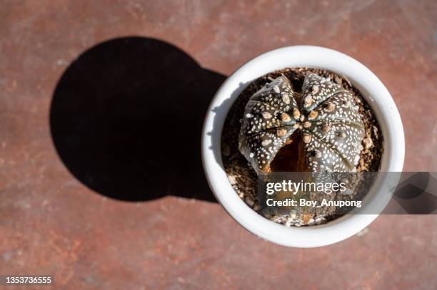 high angle view of dead astrophytum asterias (or star cactus) explode from inside caused of rotting. - dying houseplant stock pictures, royalty-free photos & images