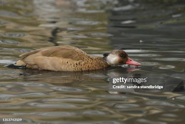 Brazil Duck Teal Duck Uk Photos and Premium High Res Pictures - Getty Images