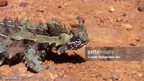 thorny devil lizard - キャメル色 ストックフォトと画像