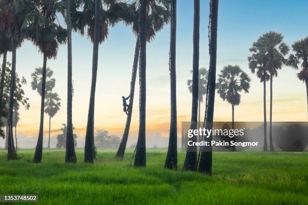 old man with career climbing sugar palm tree to keeping in the morning, ayutthaya, thailand - palm sugar stockfoto's en -beelden