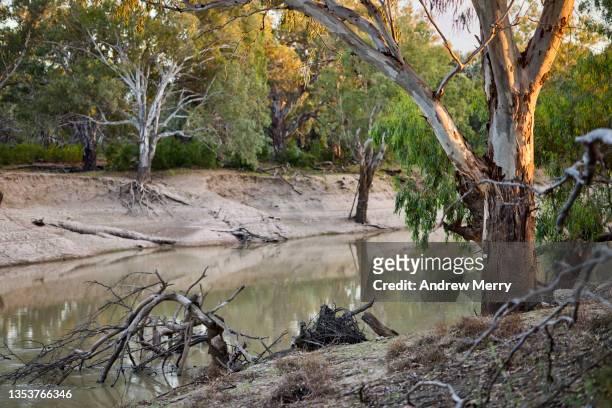 riverbank eucalyptus tree with sunlight, darling river, australia - mud riverbed stock pictures, royalty-free photos & images