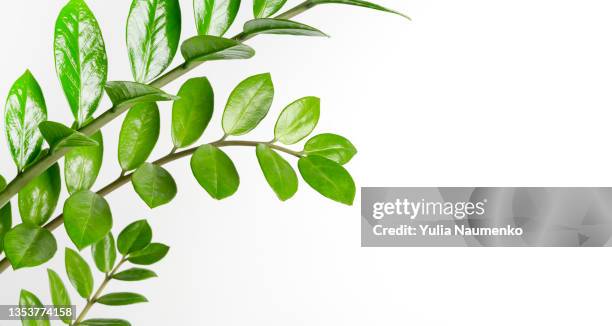 branches of zamiokulkas, a green houseplant on a white background - plants white background photos et images de collection
