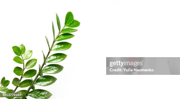 branches of zamiokulkas, a green houseplant on a white background - zimmerpflanze stock-fotos und bilder