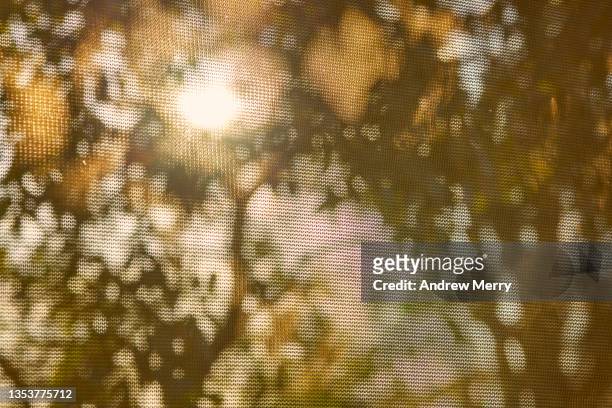 abstract sunlight pattern, tree shadows on window screen - australia summer reflection stock-fotos und bilder