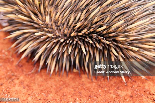 echidna, spiny anteater, red dirt outback rural australia - red dirt stock pictures, royalty-free photos & images