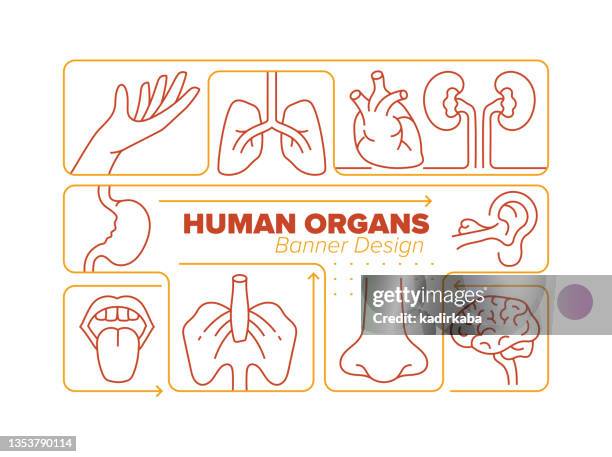 human organs line icon set and related process infographic design - brain vascular system stock illustrations