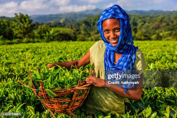 jeune femme africaine cueille des feuilles de thé dans une plantation, afrique de l’est - east africa photos et images de collection