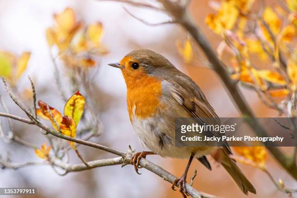 beautiful european garden robin red breast bird perched in autumn colours - robin stock pictures, royalty-free photos & images