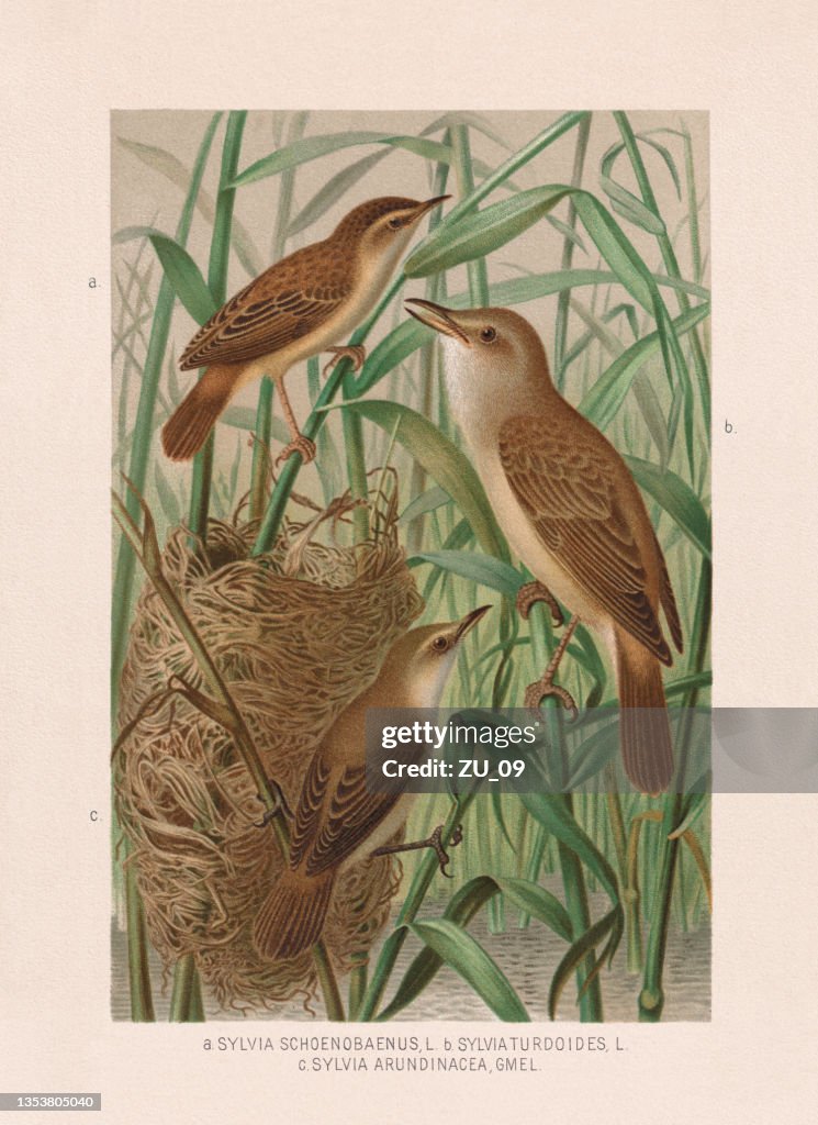 Passeriformes: sedge and reed warblers, chromolithograph, published in 1887