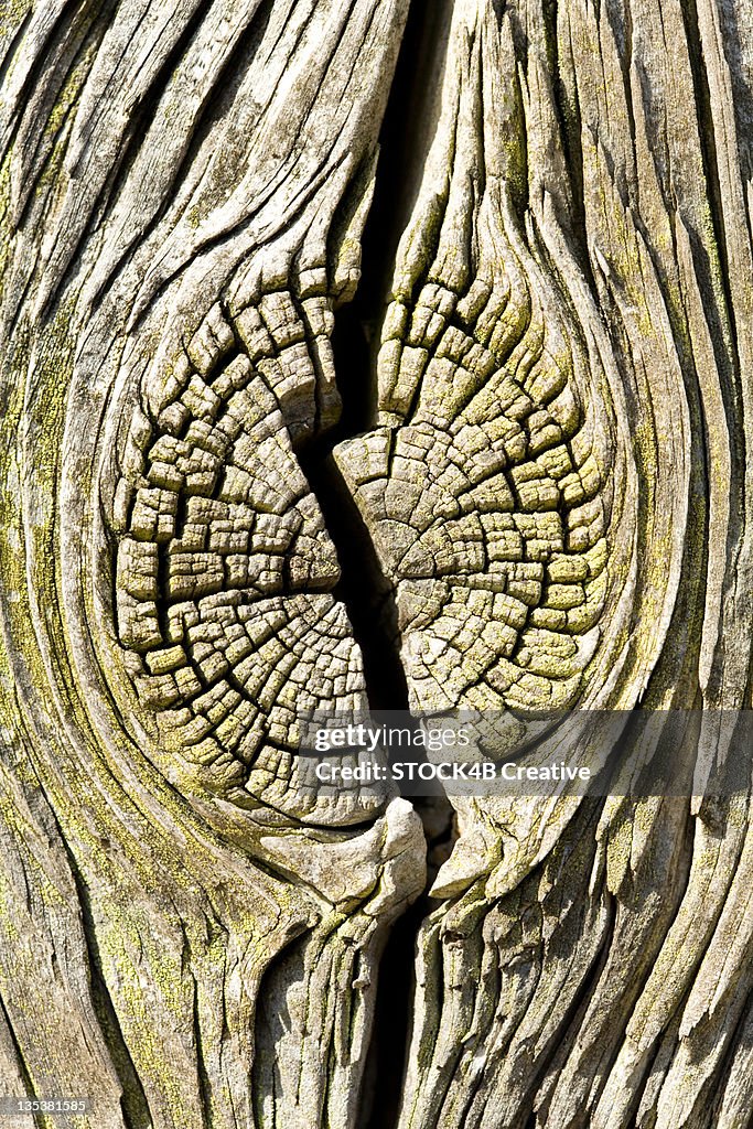 Cracked tree trunk