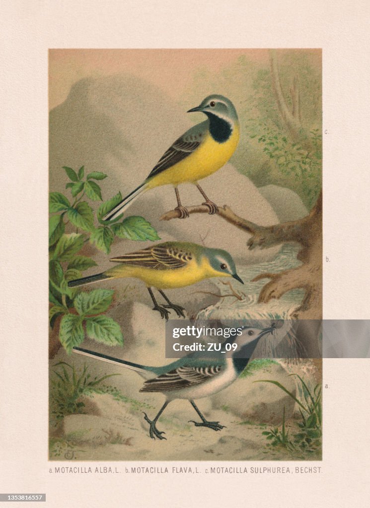 Passeriformes: Wagtails, chromolithograph, published in 1887