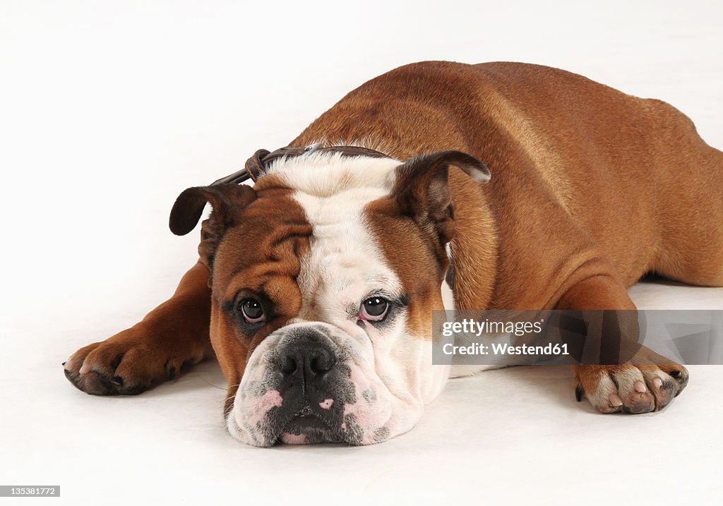 English bulldog on white background