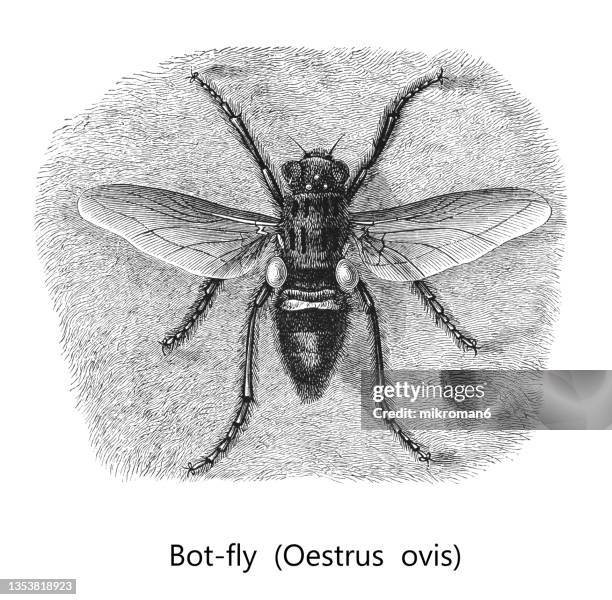 old engraved illustration of the sheep bot fly (oestrus ovis) - bot fly stockfoto's en -beelden