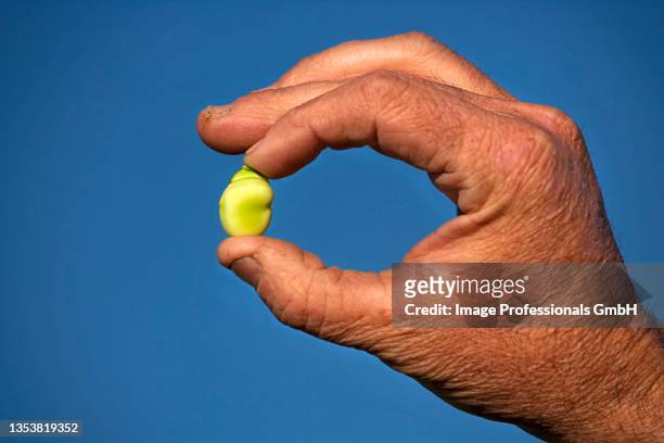 a farmer holding a broad bean - fava bean stock pictures, royalty-free photos & images