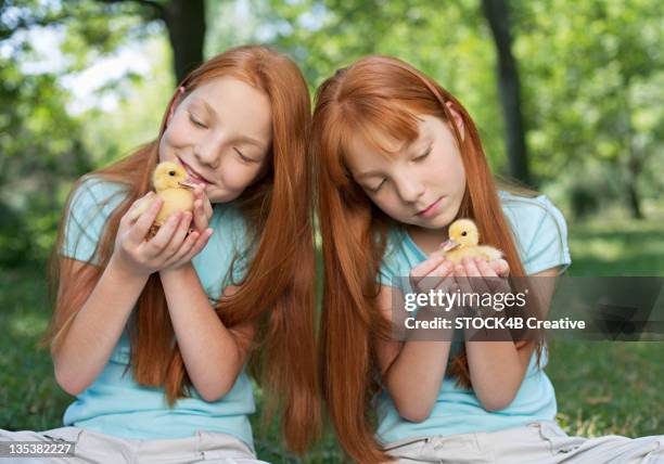 red haired twins holding chicks - red hair wearing gray shirt stock-fotos und bilder