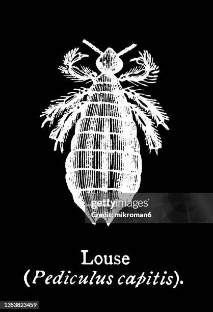 old engraved illustration of insect, head louse (pediculus humanus capitis) - pediculosis capitis stock pictures, royalty-free photos & images