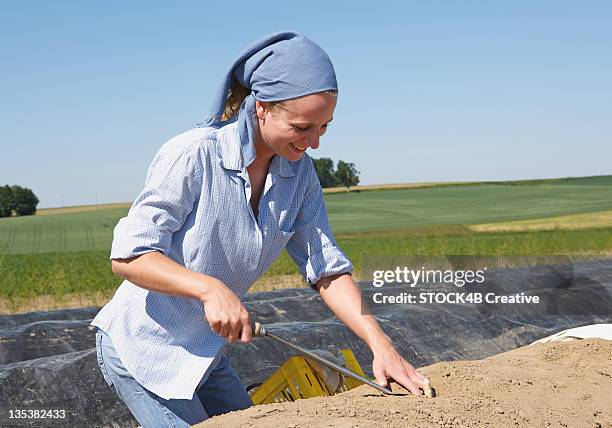 woman cutting asparagus in field - spargel feld stock-fotos und bilder