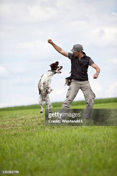 germany, lower bavaria, man training english springer spaniel in grass field - springer spaniel bildbanksfoton och bilder