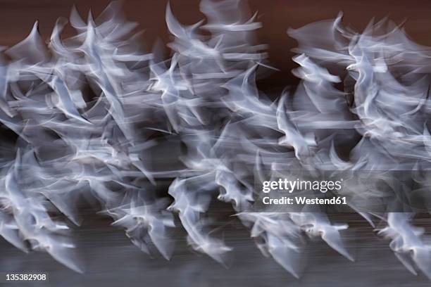 germany, munich, view of large number of flying black-headed gull - a flock of seagulls stock pictures, royalty-free photos & images