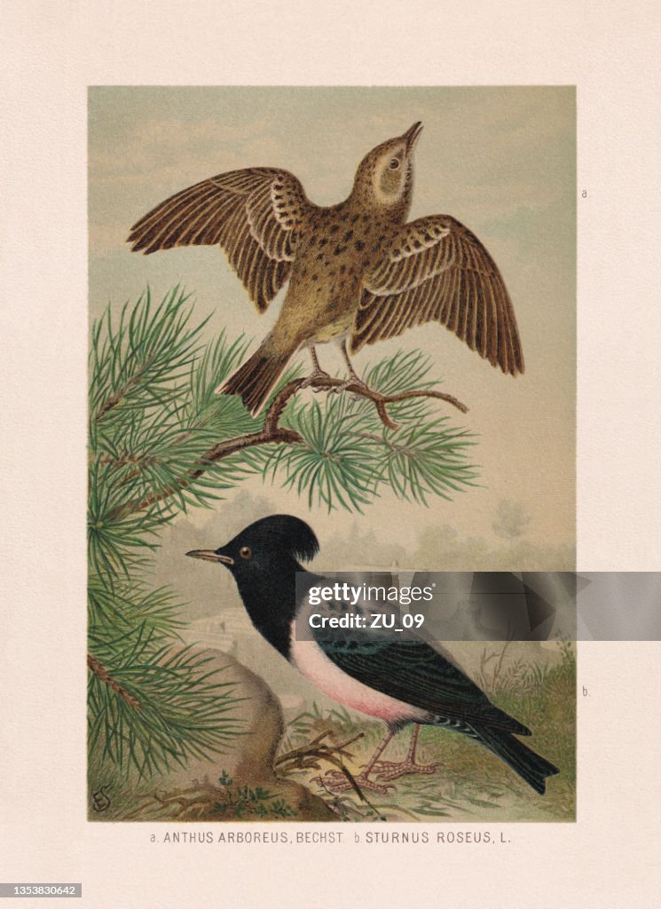 Passeriformes: tree pipit and rosy starling, chromolithograph, published in 1887