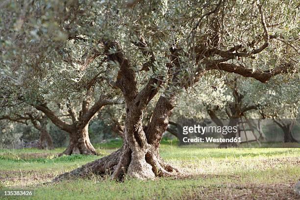 greece, crete, olive tree in olive orchard - olive tree imagens e fotografias de stock