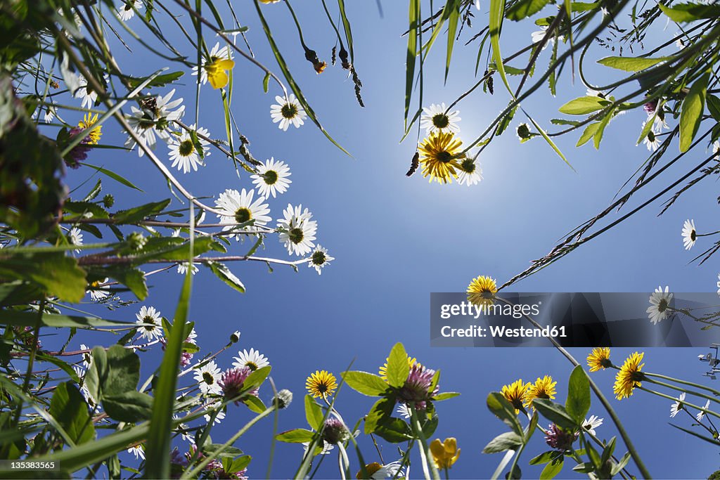 Germany, Bavaria, Upper Bavaria, Irschenberg, Upward view of flower meadow, close up